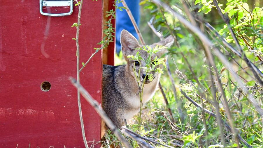 En este momento estás viendo Biodiversidad: Provincia ya liberó más de 350 animales silvestres en 2025