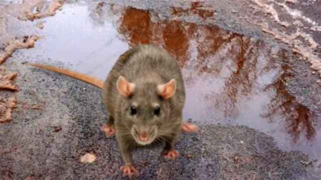 En este momento estás viendo ALERTA por Leptospirosis: Santa Fe es la segunda provincia con más casos en el país