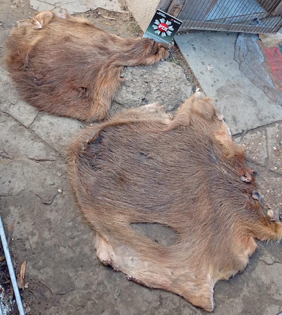 Lee más sobre el artículo Coronda: secuestran armas de fuego y restos de fauna silvestre en una investigación por caza ilegal